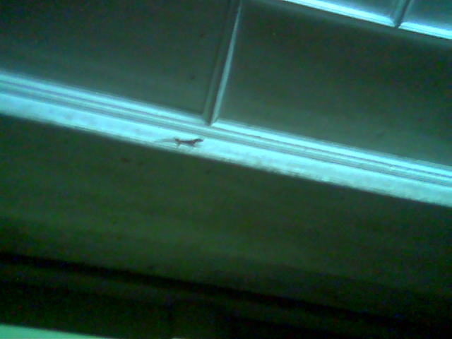 Pix002.jpg
